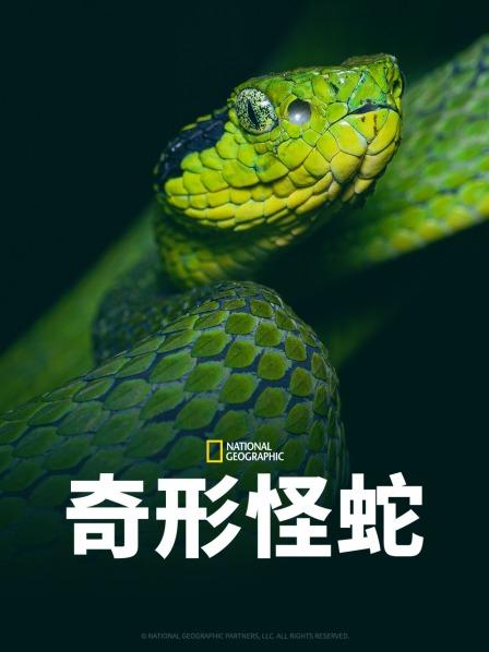 91制片厂《奇形怪蛇》免费在线观看